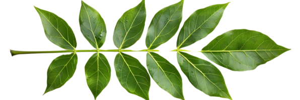 verde folha ramo - realista imagem png