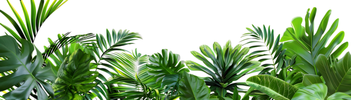 tropical feuille illustration - vert feuillage Contexte png