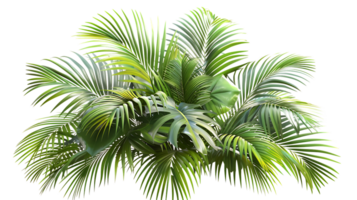 Lush Green Palm Leaf Illustration png