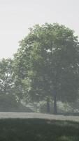 maple leaves in the wood video