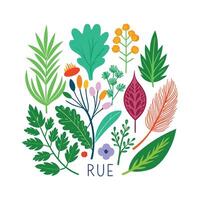 Realistic Beautiful Herbs Illustration vector