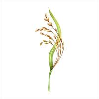 Rice harvesting watercolor illustration. Ripe agricultural plant. Asian cooking ingredient. Hand drawn farming element isolated on white background. Clip art for nutritious product packaging designs vector
