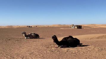 Relaxing camels at Sahara desert in Morocco handheld video