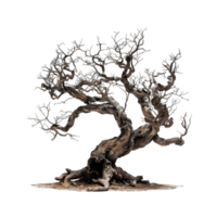 oude knoestig boom geïsoleerd Aan een transparant achtergrond png