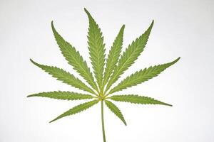 Cannabis Leaf on White Background photo