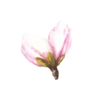 amandel, sakura, kers, appel bomen bloemen, bloemknoppen en bladeren waterverf hand- getrokken illustratie. voorjaar bloeiend bloemen set. clip art voor groet, Wieden uitnodiging kaart, etiket Aan geïsoleerd achtergrond png