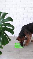 mignonne allemand berger chiot en utilisant lécher tapis pour en mangeant nourriture lentement. casse-croûte tapis, lécher tapis pour chats et chiens video