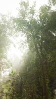 Panoramablick auf den majestätischen immergrünen Wald im Morgennebel video