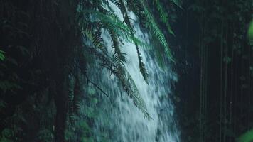 tranquillo cascata circondato di lussureggiante felci video