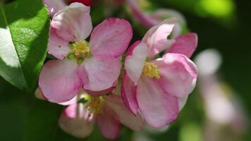manzana flores blanco inflorescencias en primavera. video