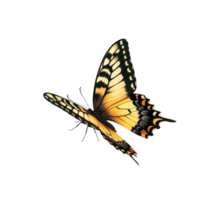 farfalla su trasparente sfondo png
