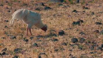 blanc oiseau butiner sur rocheux sol video