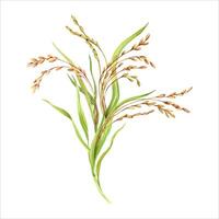 Rice grains, plant and leaves composition. Floral natural clip art of a cereal crop. Hand drawn watercolor illustration isolated from the background. For product packaging and groceries pack labels vector