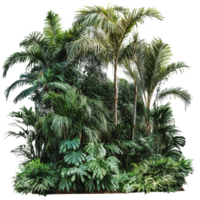 Lush tropical plants in a vibrant garden setting png