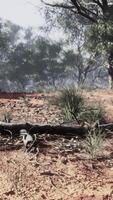 Dirt track through Angophora and eucalyptus forest video