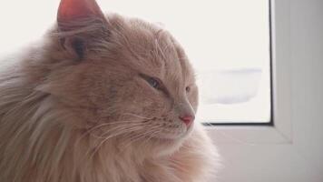 Nahansicht Porträt reinrassig glücklich Bengalen Katze Lügen, schläft, Nickerchen beim Fenster. Tier aalen im Strahlen von warm Sonne Licht Batterie. Schnauze haben sich ausruhen genießt entspannend auf Fensterbrett im Winter Jahreszeit. video