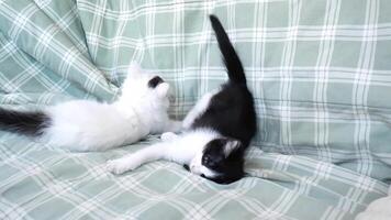 Cute kittens play with a toy fish. Two adorable kittens are arguing over a toy video