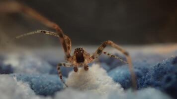 fechar-se do uma aranha em tecido. intrincado rede detalhes video