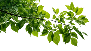 uma ramo do uma árvore com verde folhas e uma transparente fundo png