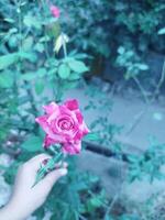 flower with natural background photo