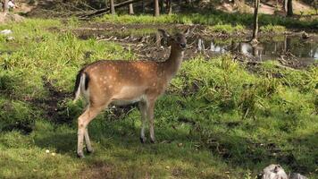 jong braak hert sierlijk zwervend door een weelderig met gras begroeid veld- video
