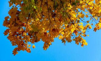 Autumn, yellow maple leaves on a tree, leaf fall in Sophia park, Uman, Ukraine photo