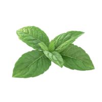par do verde manjericão folhas com mais escura verde ia-generativa png