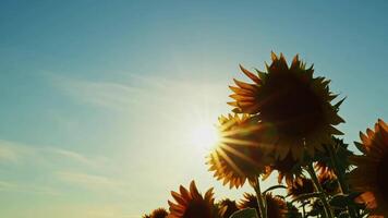 Landwirtschaft Gelb blühen Blumen- Sonnenblume Pflanze im Bauernhof Feld im Sonnenlicht video