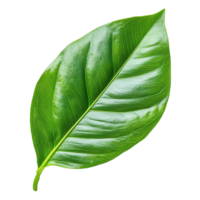 vibrante verde tropical folhas, exibindo a detalhado textura png