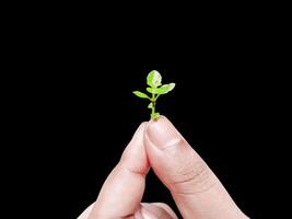 Plant in hands photo