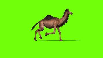 Camel Running Animation video