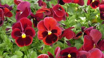 das groß rot Viola Blumen sind schwankend im das Wind. Nahansicht von Garten Stiefmütterchen wachsend im ein Blume Bett im das Park. Frühling Blumen. video