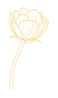 dourado tulipa linha desenhando elegante floral ilustração png