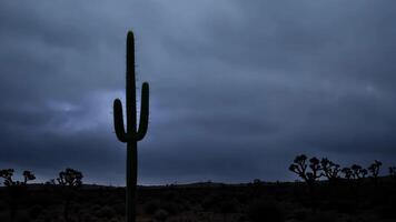 Silhouette of Tall Cactus Against Dramatic Desert Sky at Dusk video