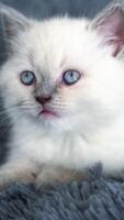 Beautiful white cat with blue eyes sitting on the bed. Furry white kitten resting on the blanket. Grey background. Vertical video
