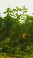 une serein paysage avec des arbres et herbe sur une colline video