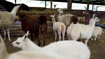 alpaca together standing together video