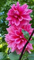 deux étourdissant rose dahlia fleurs dans plein floraison, arrangé verticalement un au dessus le autre. leur pétales sont luxuriant et en couches, rayonnant une brillant rose hein video