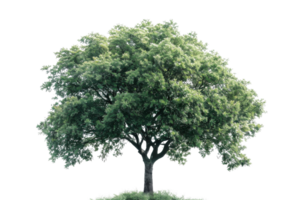 luxuriant vert arbre avec plein feuillage isolé sur une transparent Contexte. parfait pour nature, environnement, et Extérieur concepts. png