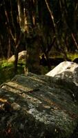 Beautiful summer forest with different trees video
