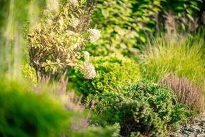 A Vibrant Garden Showcasing Various Plants and Flowers in Full Bloom During the Sunny Afternoon photo