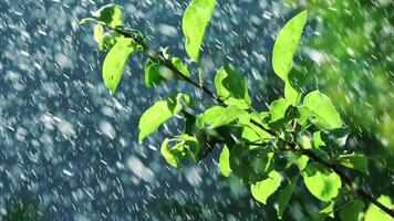 Agricultural Sprinkler. Automatic irrigation system for plants and lawns. Slow motion. video