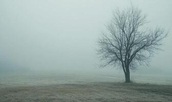 A tree stands alone in a field of grass photo