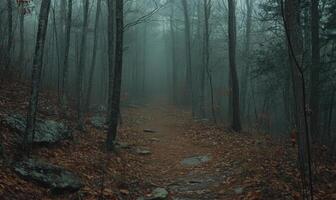 A forest path is shown in the rain with trees in the background photo