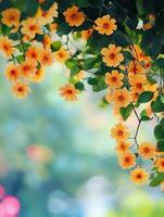 Yellow flowers on a tree branch with a blurred background photo