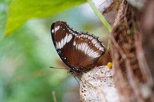 A close-up of a butterfly on a branch, surrounded by green leaves. The butterfly has deep brown wings with white markings, showcasing the beauty of nature in this stunning image. photo