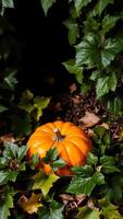 Pumpkin in the Foliage photo