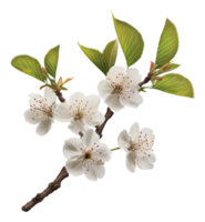 Cerise fleur branche avec délicat blanc fleurs png