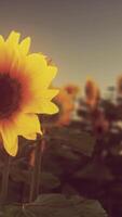 splendida scena di vivido giallo girasoli nel il sera video