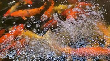 Focus on the bubbles rising from the water surface in koi fish pond video